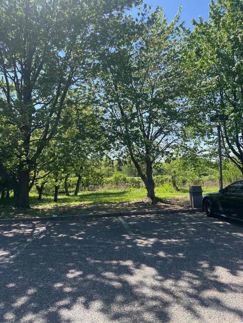 walking near me in Beers Street Field Park in spring