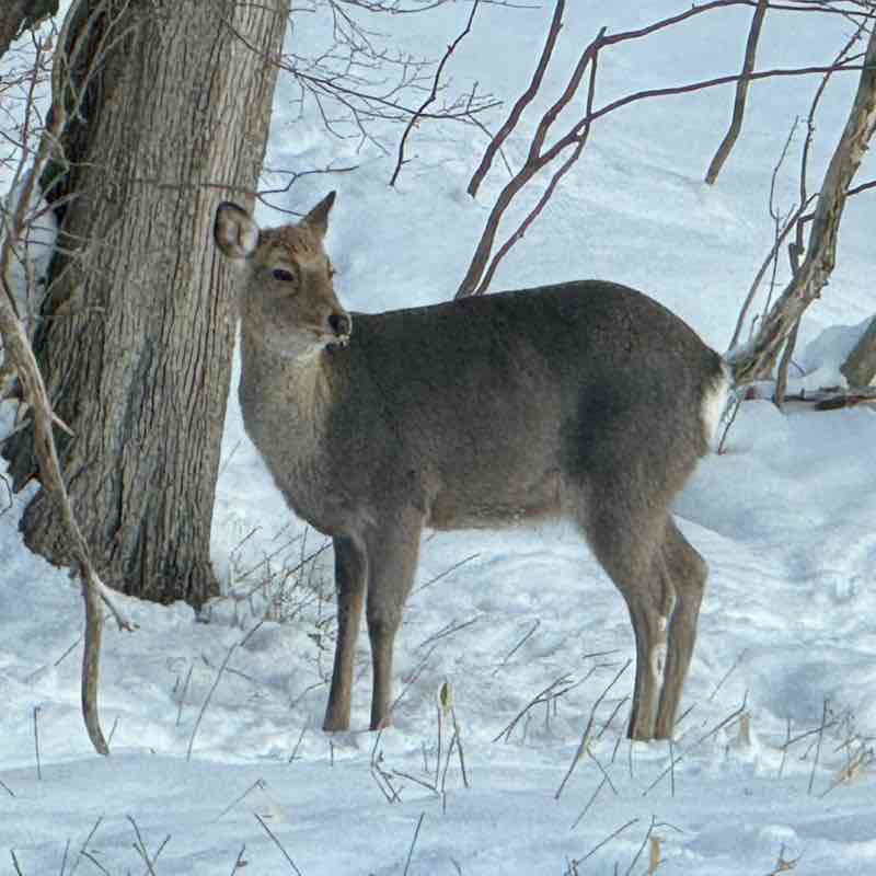 福岡、よかとこ隊（たい） Vioñago post image