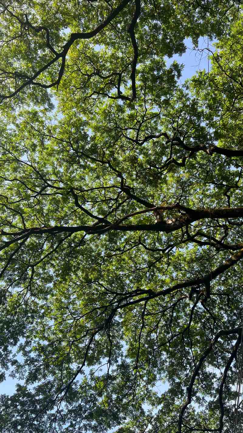 walking near me in Marikina-Yeongdo Friendship Park in spring