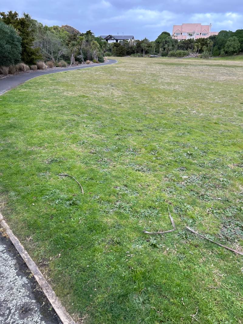 walking near me in Kotuku Park in spring