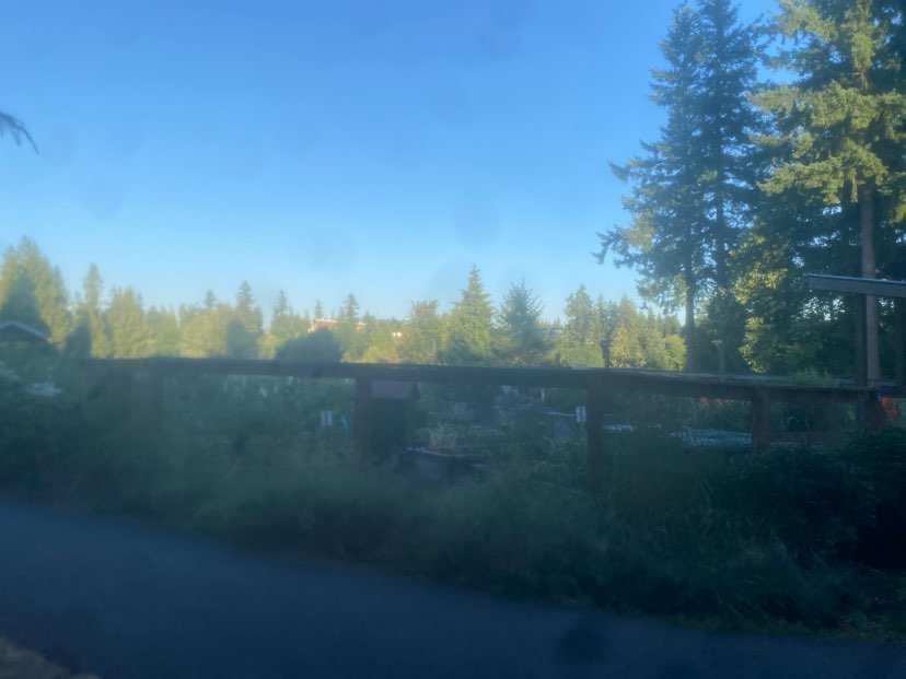 walking near me in Sammamish Commons Park in autumn