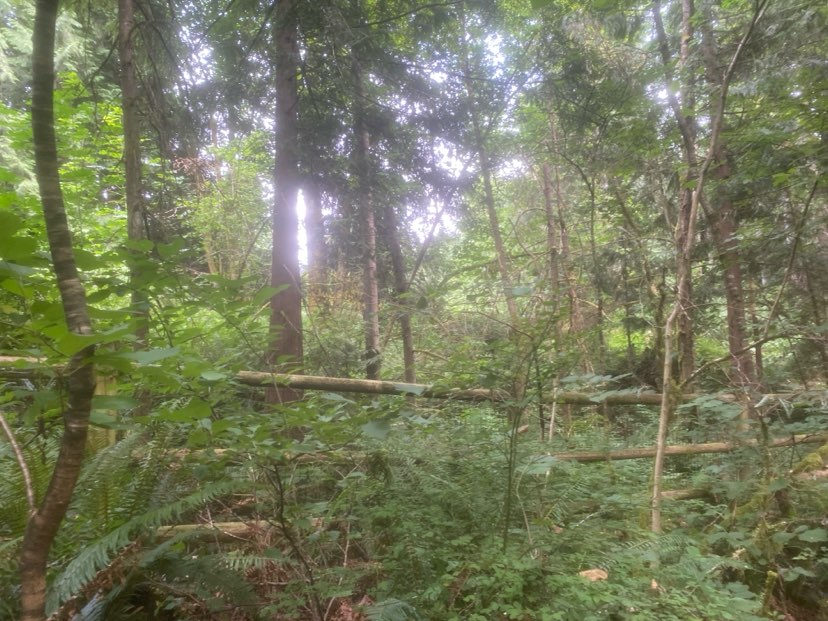 walking near me in Big Rock Park North in summer