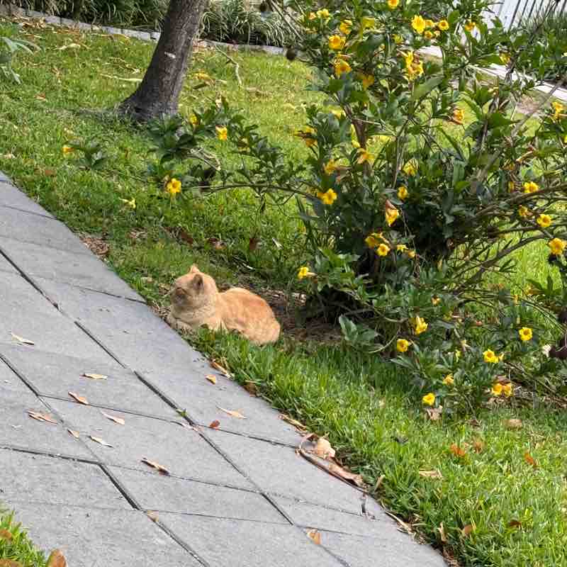 ACS - Step Challenge NurseJenny post image