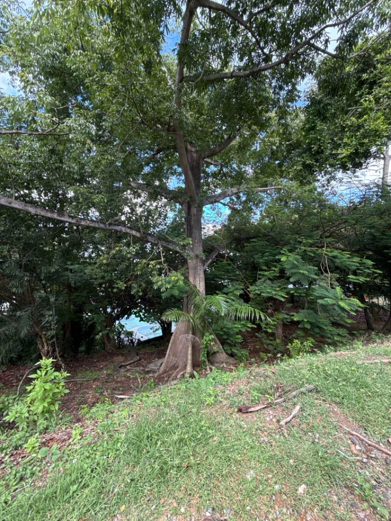 walking near me in Paseo Puerta de Tierra in autumn