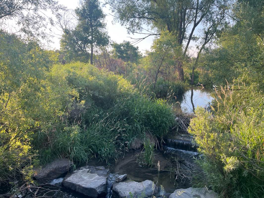 walking near me in Cottonwood Park West in summer