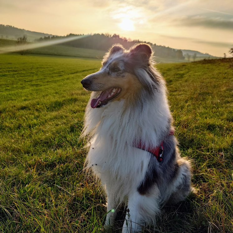 Heike ♓️ 🏍️ 🐕 icon