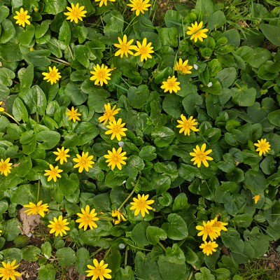 АДРЕНАЛИН. MANEKI NEKO АДРЕНАЛИН. MANEKI NEKO post image