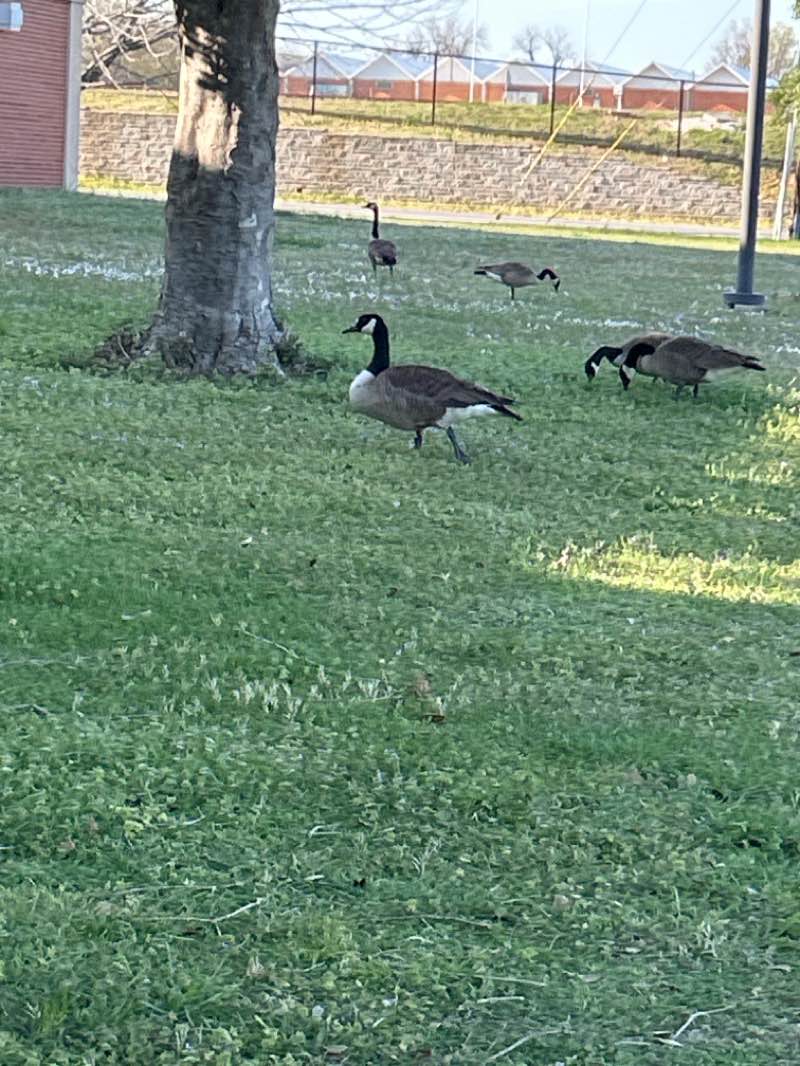 walking near me in Murphy Park in spring