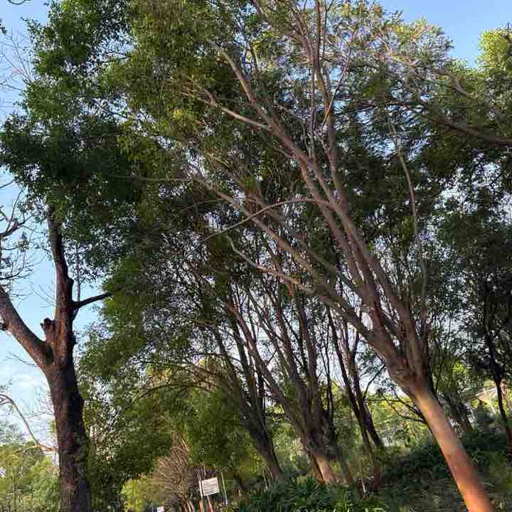 Girraj sharma post 1