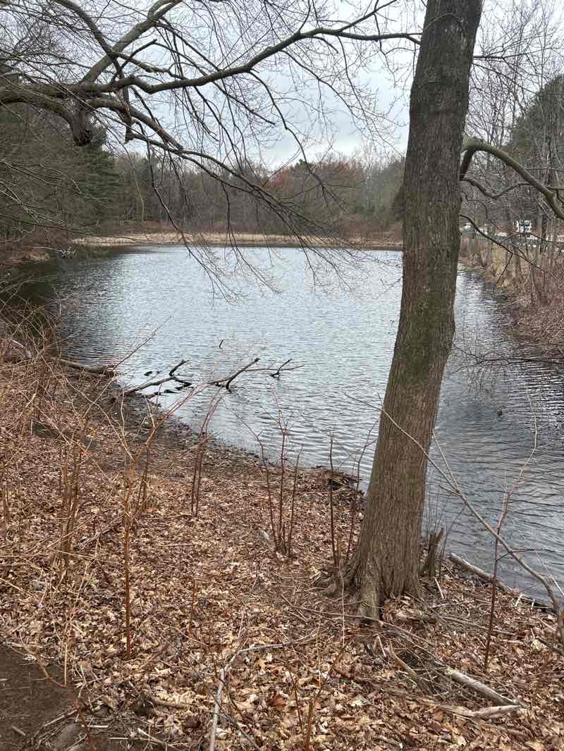 walking near me in Comey"S Pond in spring