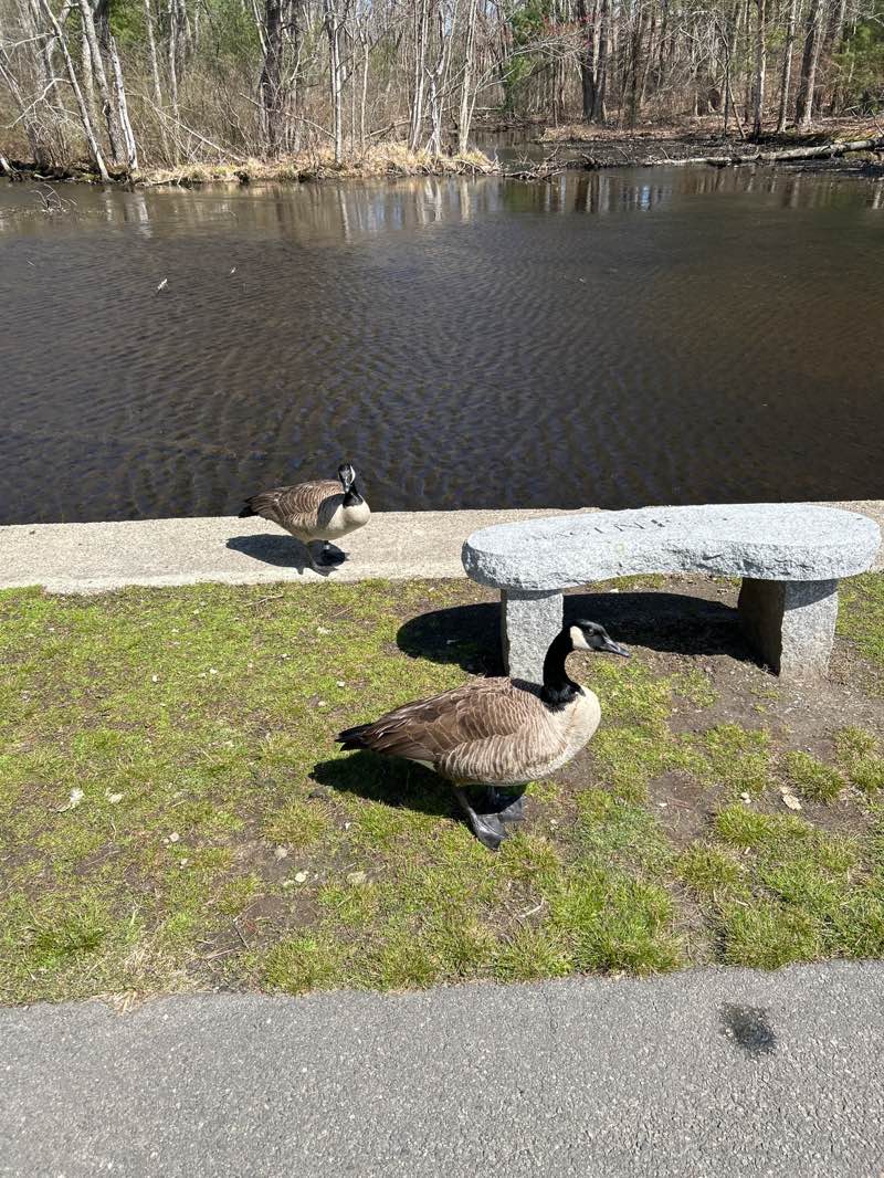 walking near me in Franklin Sculpture Park in spring