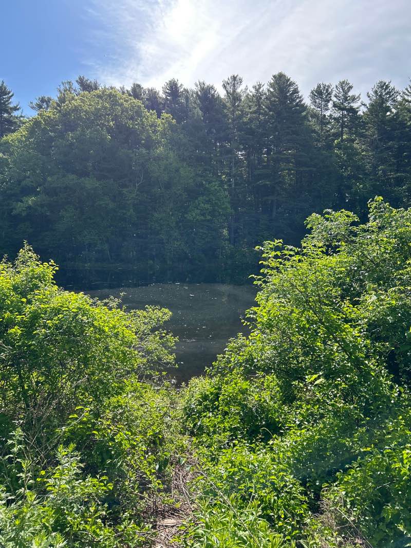 walking near me in Comey"S Pond in summer