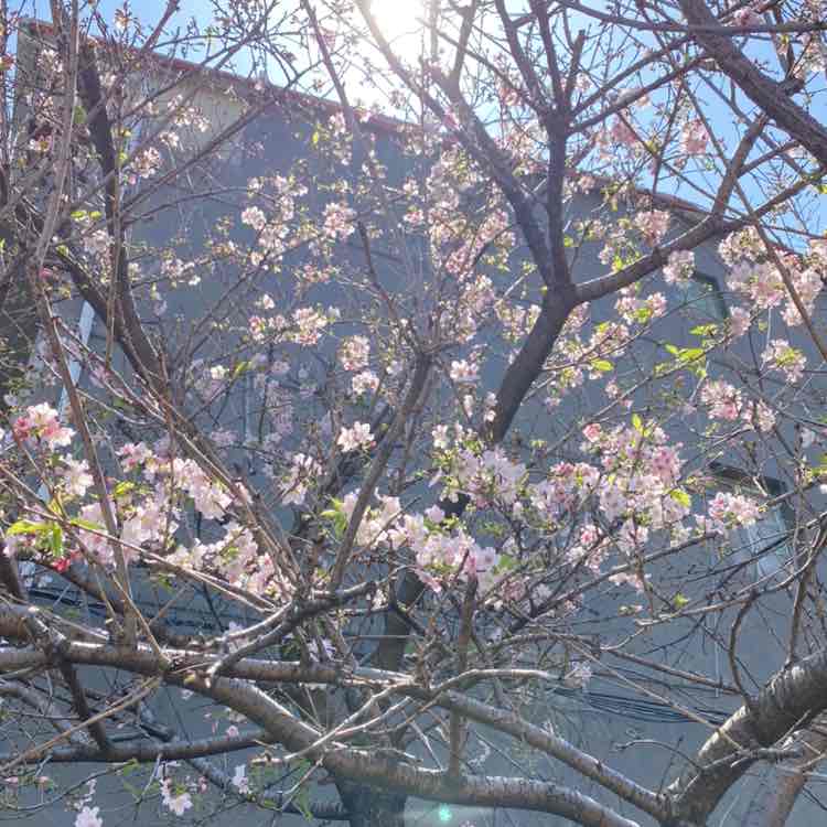 小米 post 1