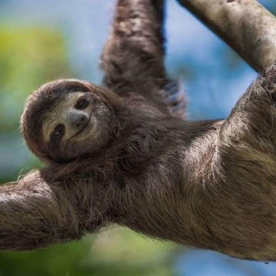 Неленивцы Sentiss Ulyana post image