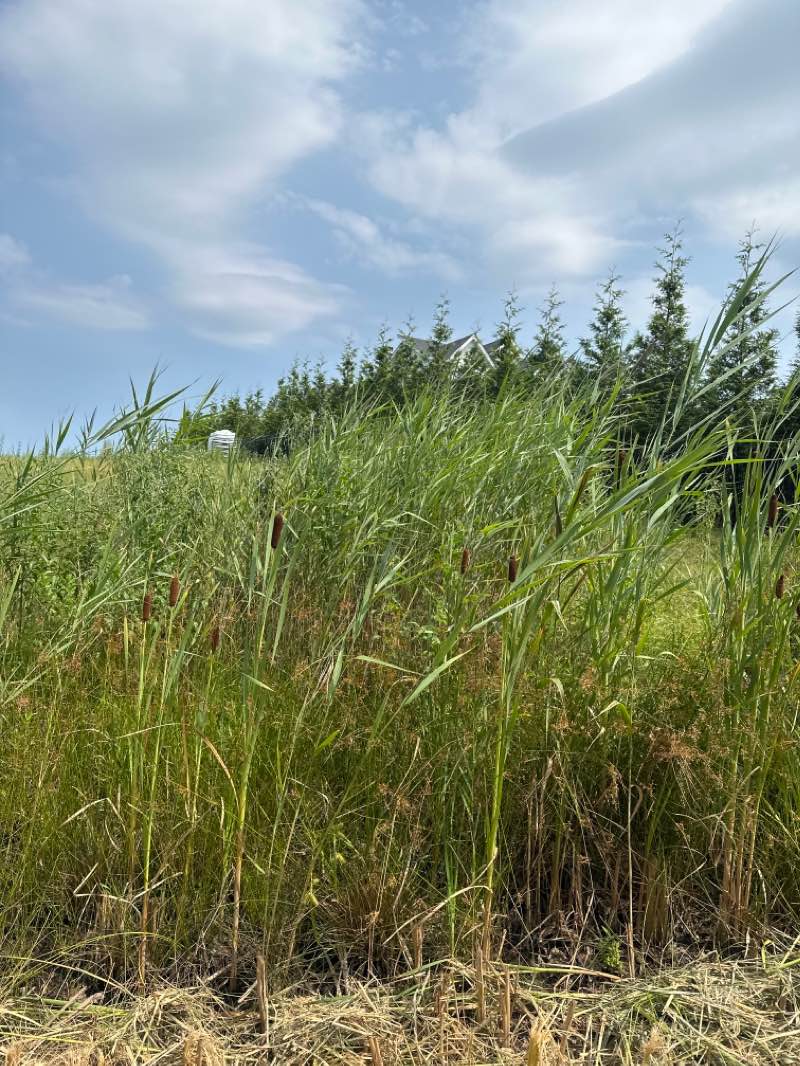 walking near me in Blauvelt State Park in autumn