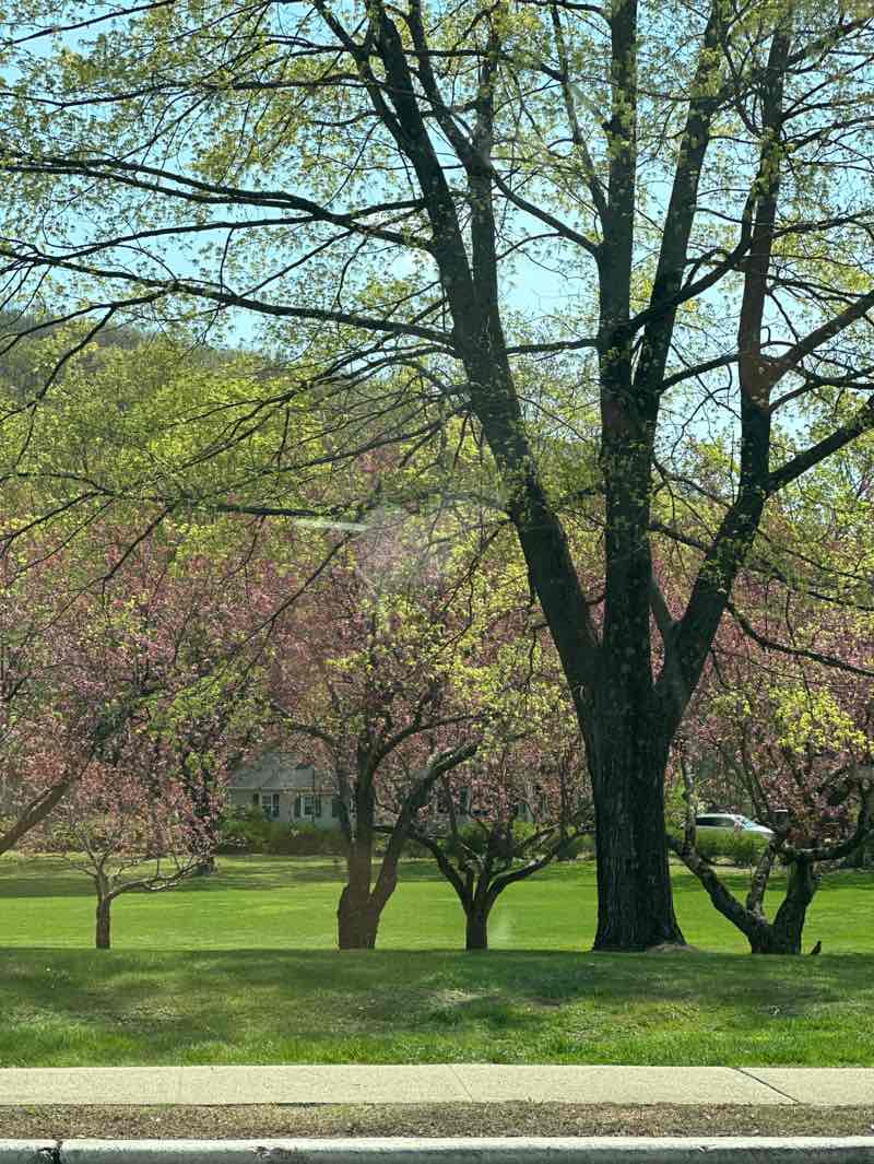 walking near me in Hurd Park in spring