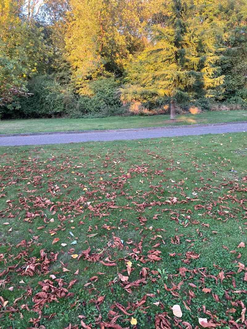 walking near me in Berry Wood in autumn