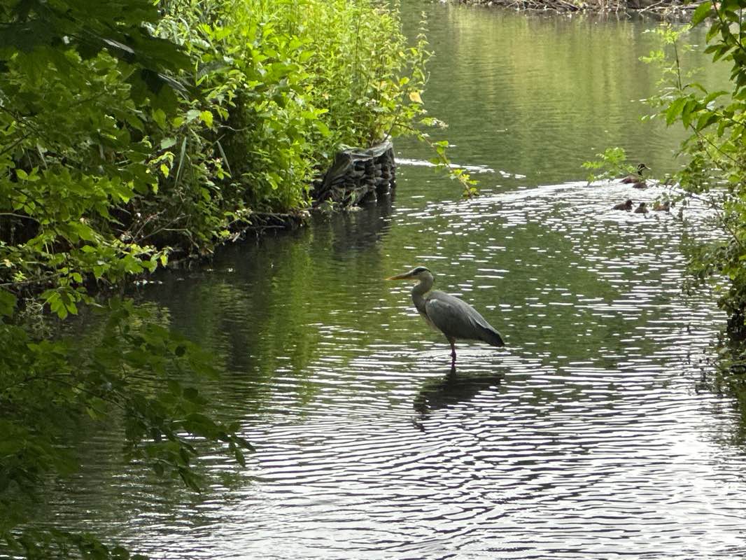 walking near me in Tudor Grange Park in summer