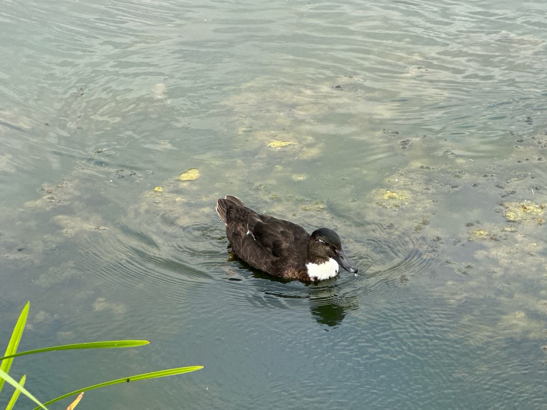 walking near me in Saint Nicholas Park in autumn