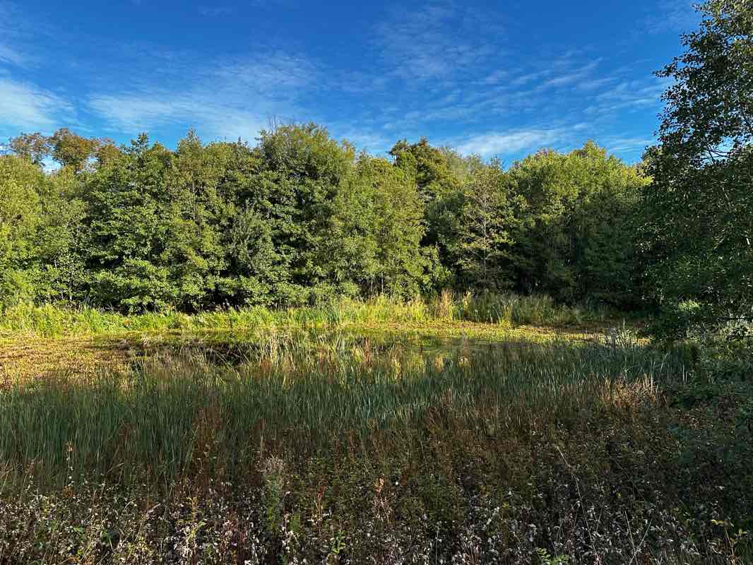 walking near me in Blythe Valley Park in autumn