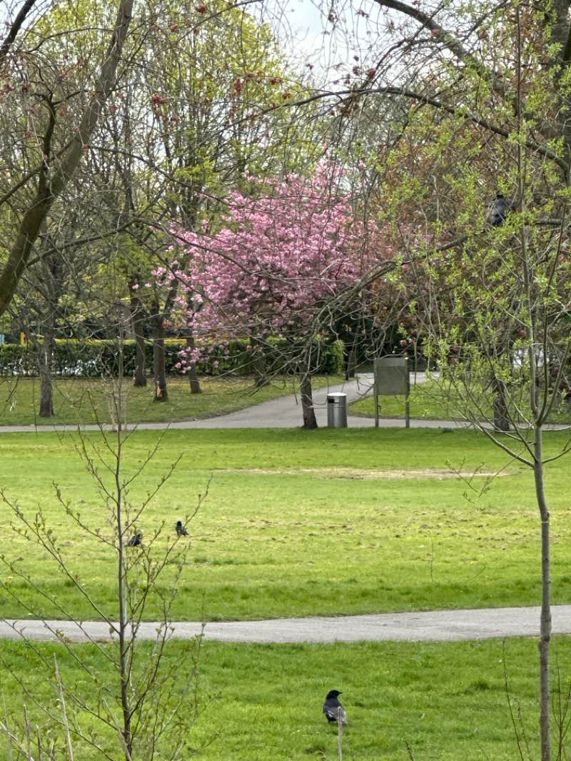 walking near me in Tudor Grange Park in spring