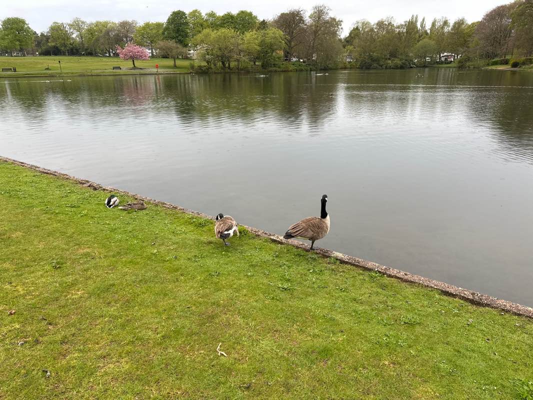 walking near me in Swanshurst Park in spring