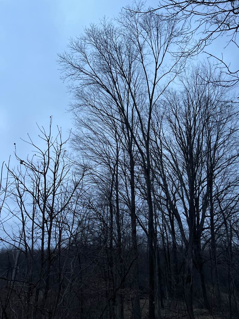 walking near me in Donald J. Lamoreaux Park in spring