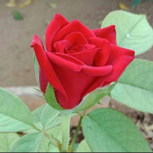 Kalaiselvi.S profile