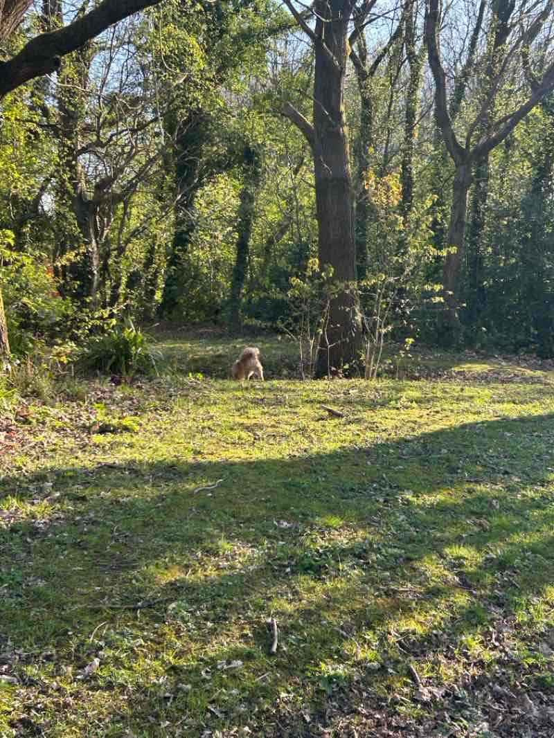 walking near me in Birchwood Forest Park in spring