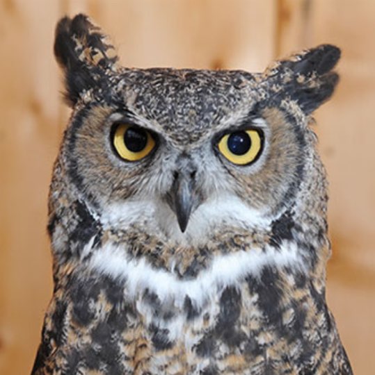 Nick Z icon