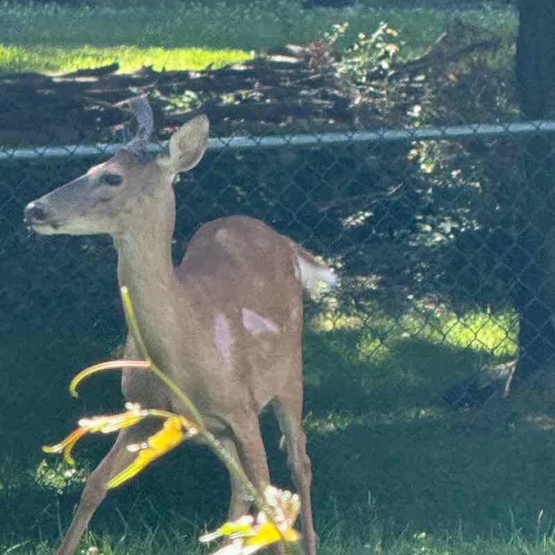 camel653 post 1