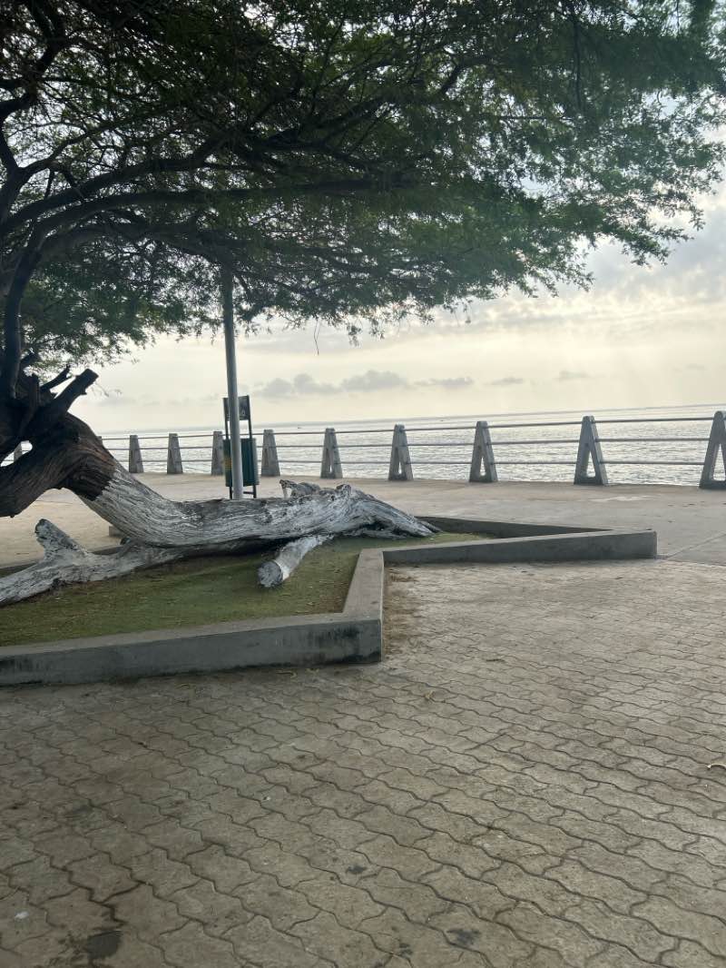 walking near me in Parque Vereda del Lago (1.° Etapa) in spring