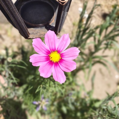 Plants and stuff Plants and stuff post image