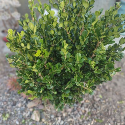 Plants and stuff Richie126🌞 post image