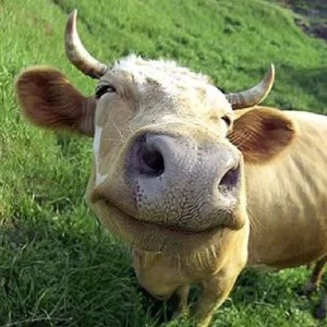 nadiia kremenetska >゜))))彡 icon