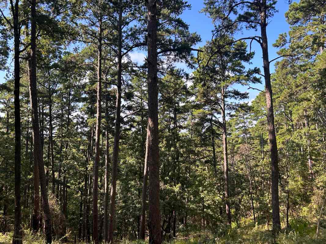walking near me in Daingerfield State Park in autumn