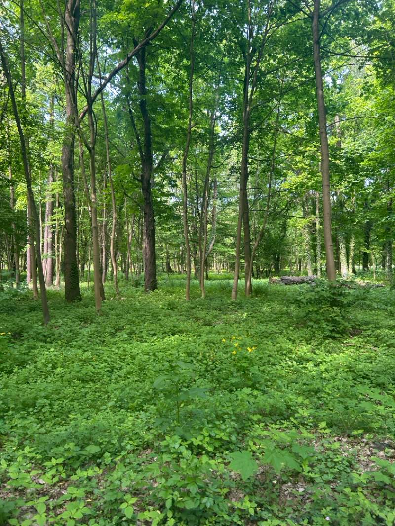 walking near me in Park XXV-lecia in spring