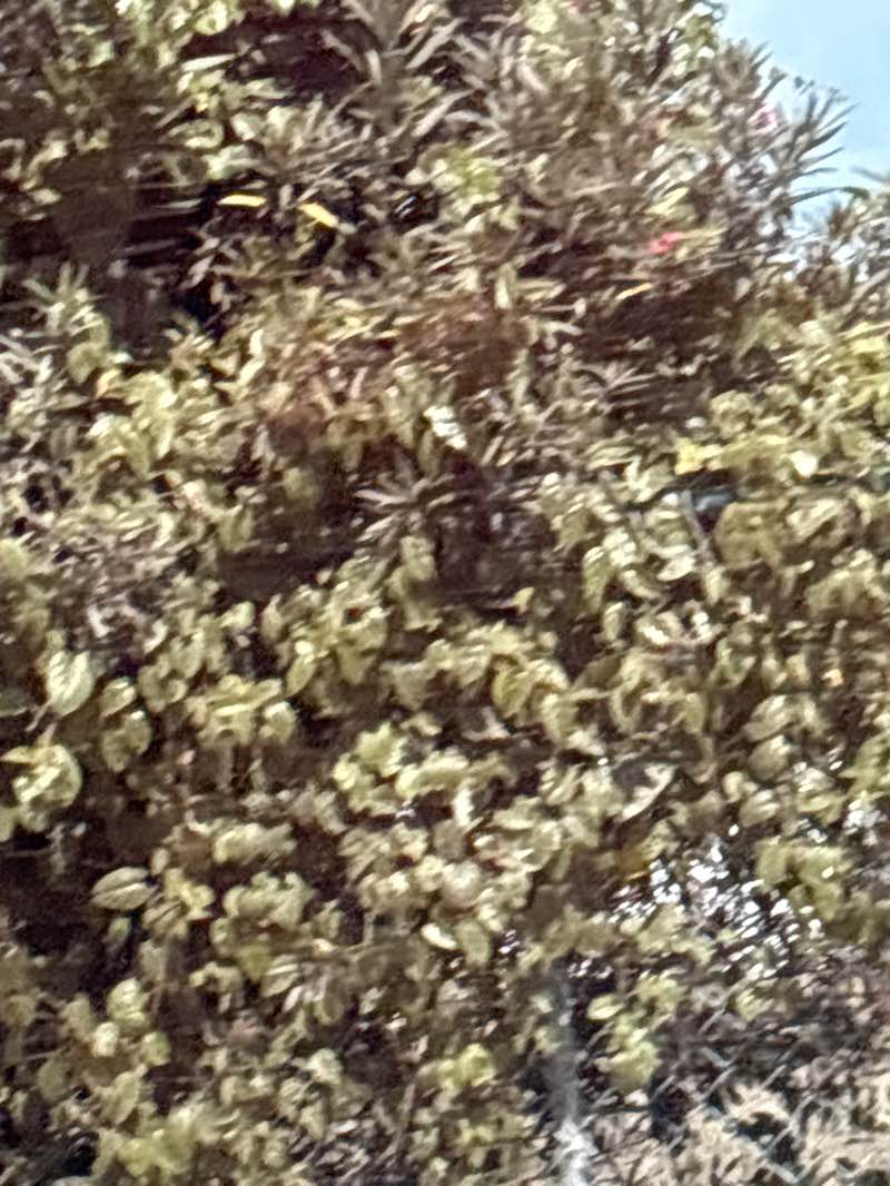 walking near me in Independence Park in autumn