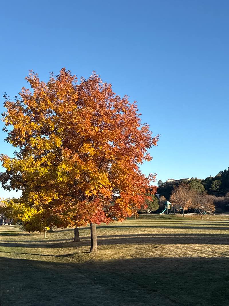 walking near me in Woodstone Park in autumn