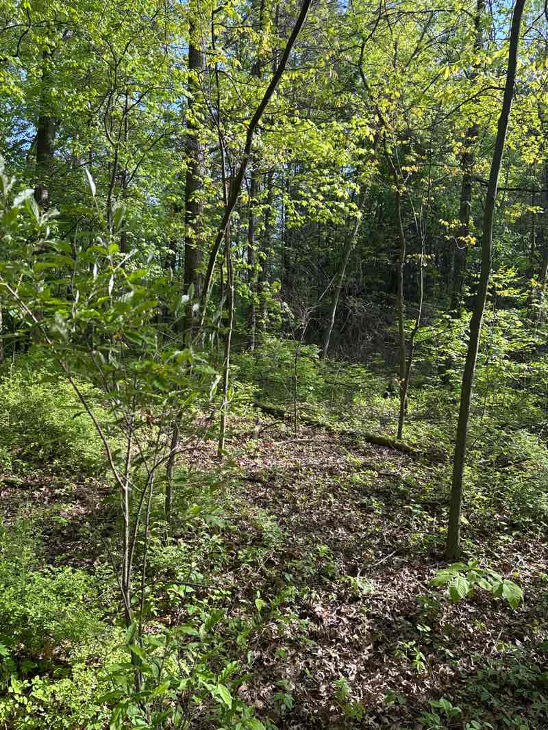 walking near me in Blendon Woods Metropolitan Park in spring