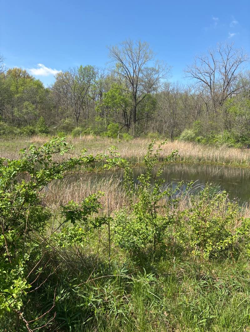 walking near me in Gahanna Woods Park in spring
