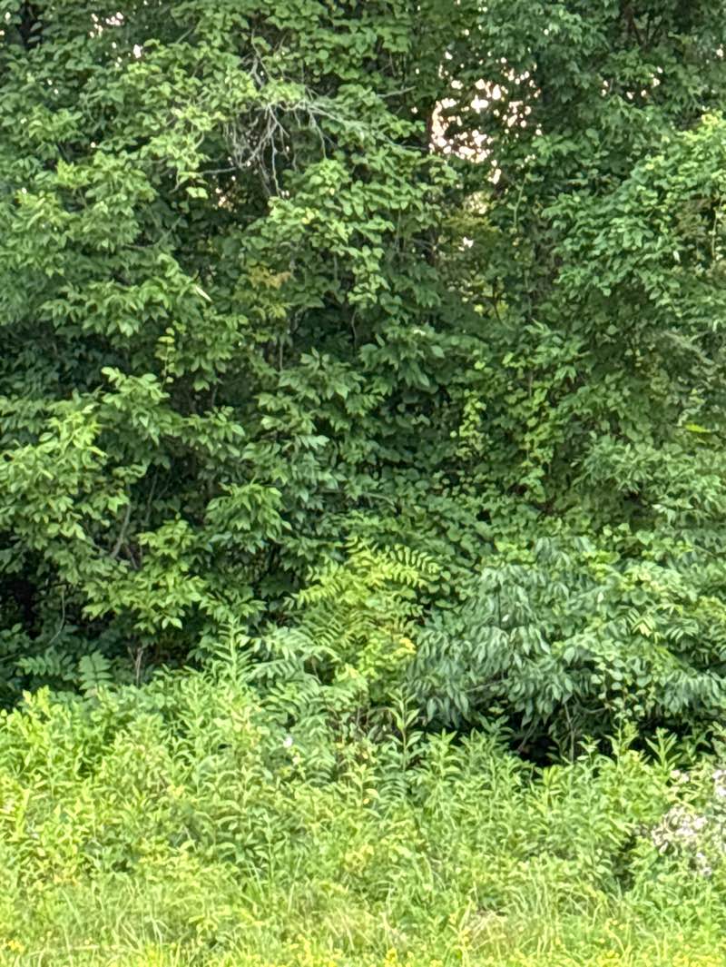 walking near me in Sharon Woods Metro Park in summer