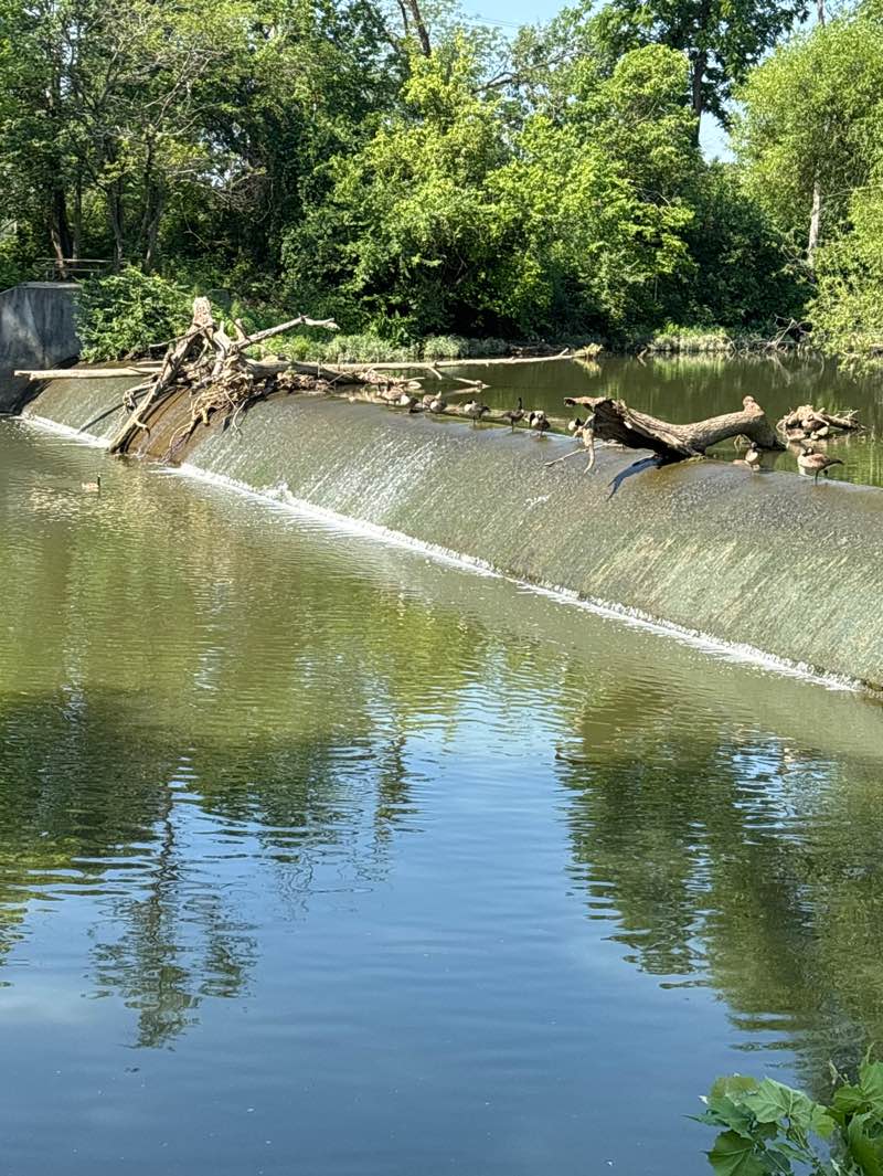 walking near me in Alum Creek Park North in summer