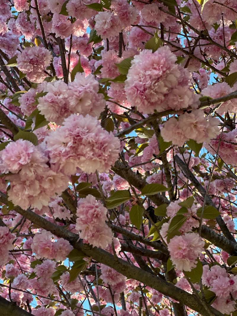 walking near me in Veterans Memorial Park in spring