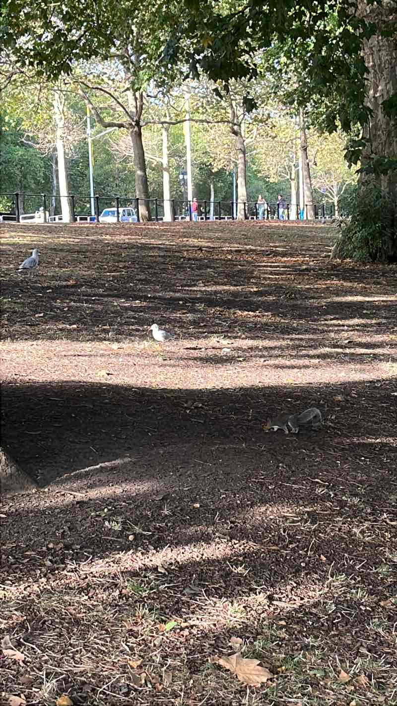 walking near me in St. James's Park in autumn