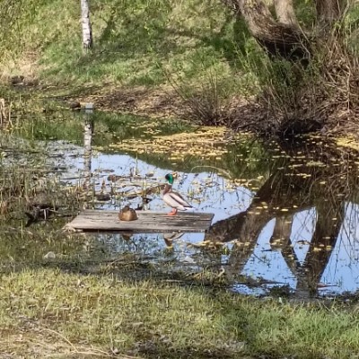 Кинэрго Анастасия Сущеня post image