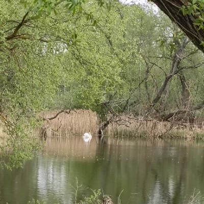 Кинэрго Анастасия Сущеня post image