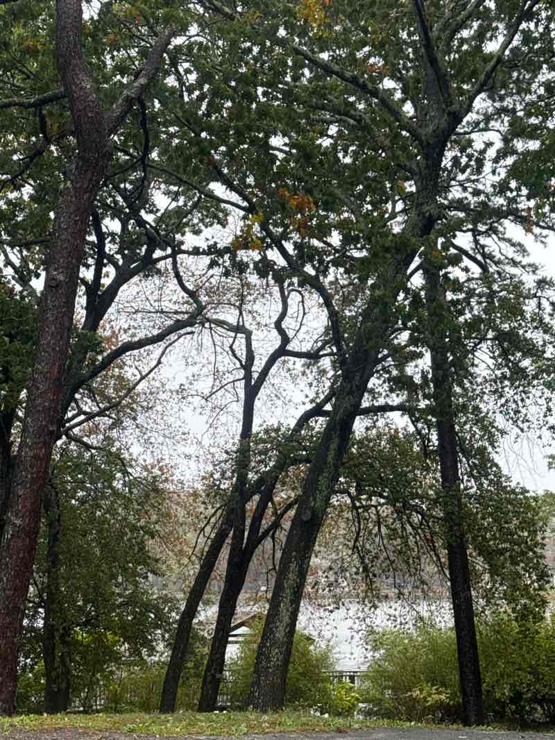 walking near me in Carasaljo Park in autumn