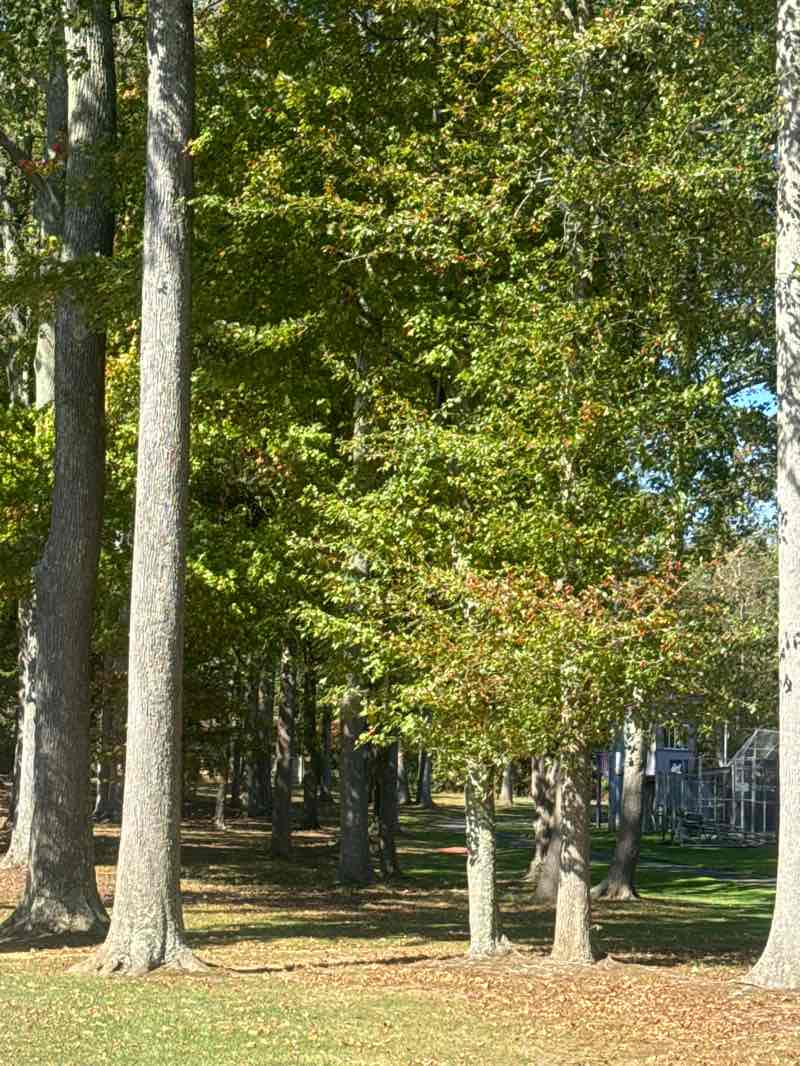 walking near me in James Monroe Park in autumn