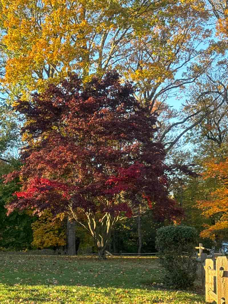 walking near me in Veteran's Park in autumn